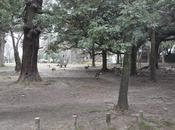 [Voyage Japon] Jour Nara