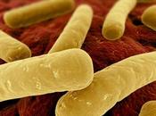 curcumine inhibe croissance Clostridium difficile